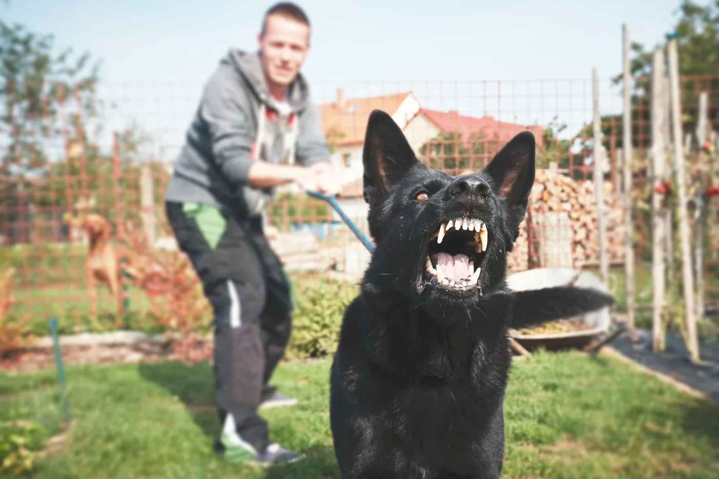 Reactive dog training session in Austin with a certified behavior consultant