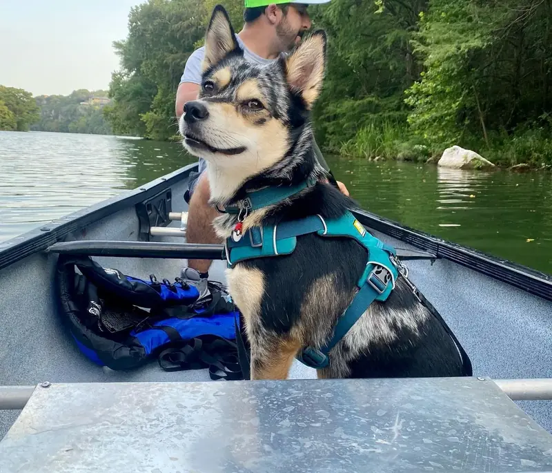 Confident dog adventuring in a canoe with owner after training with Venture Dog Training Austin