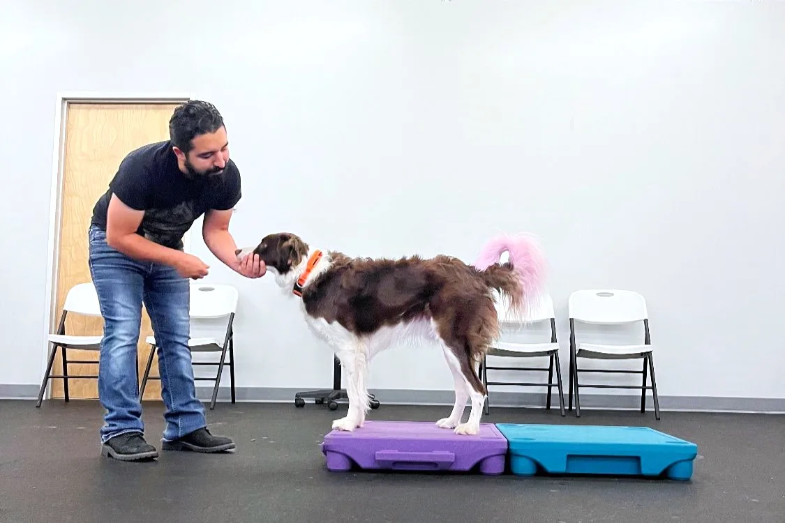 Calm dog with trainer during a consultation in Austin, TX