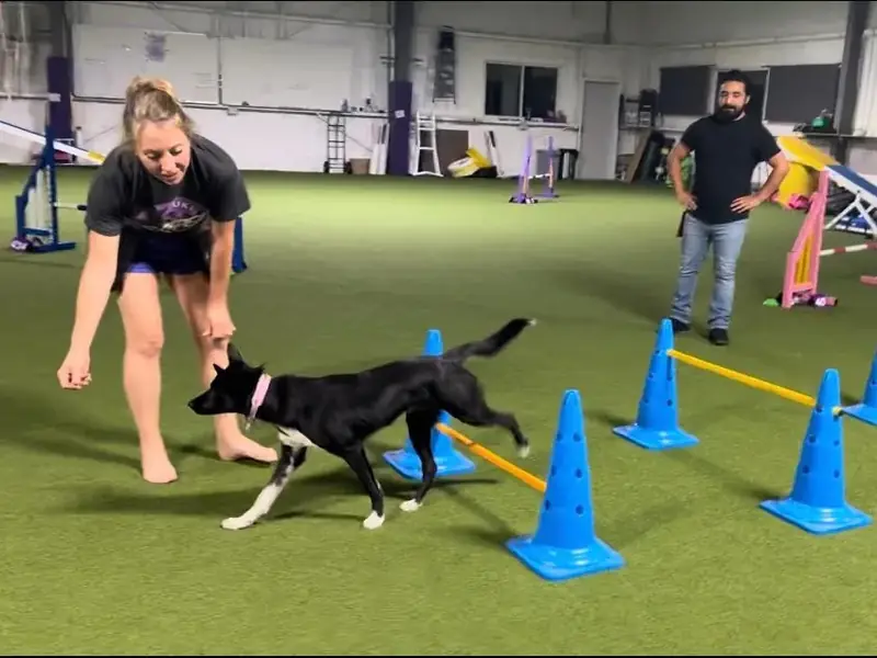 Trainer coaching a dog through a cone course during a Venture group class in Austin