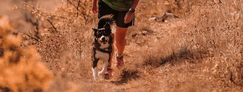 Fit, healthy dog running with confidence after canine fitness training in Austin