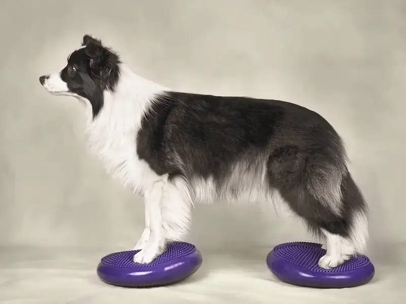 Dog practicing fitness skills during a canine movement clinic in Austin