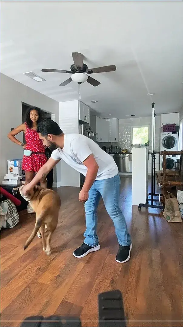 Dog performing movement exercises that support emotional regulation during training in Austin