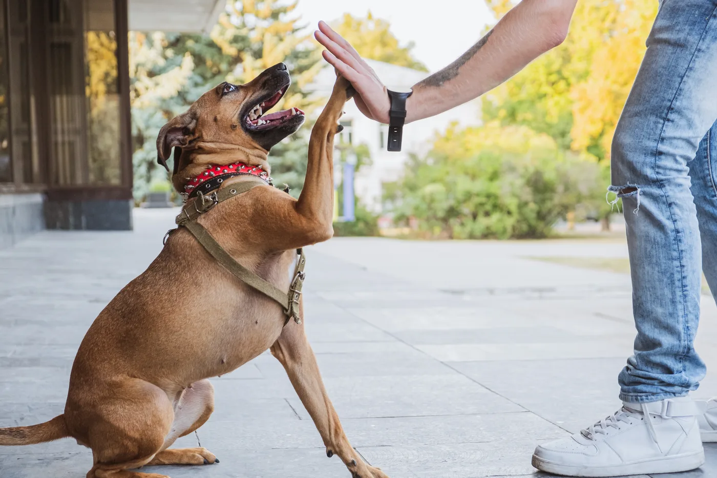 Happy dog giving a high five after training with Venture Dog Training in Austin