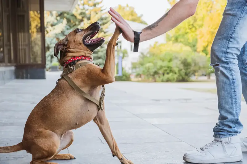 Happy puppy giving a high five during training in Austin