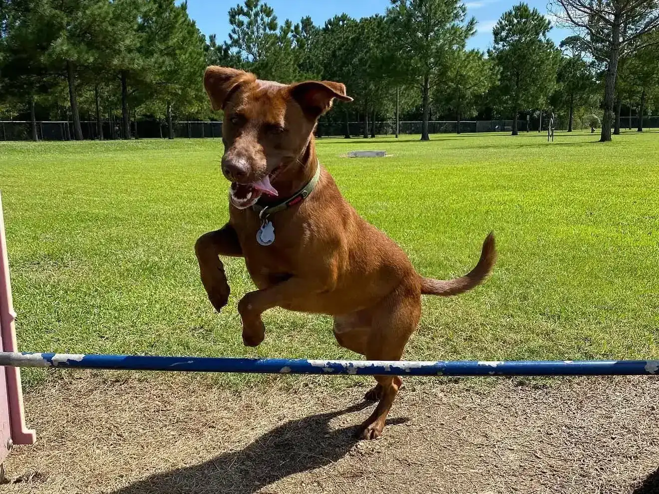 Dog leaping over a jump bar during canine fitness training in Austin, TX
