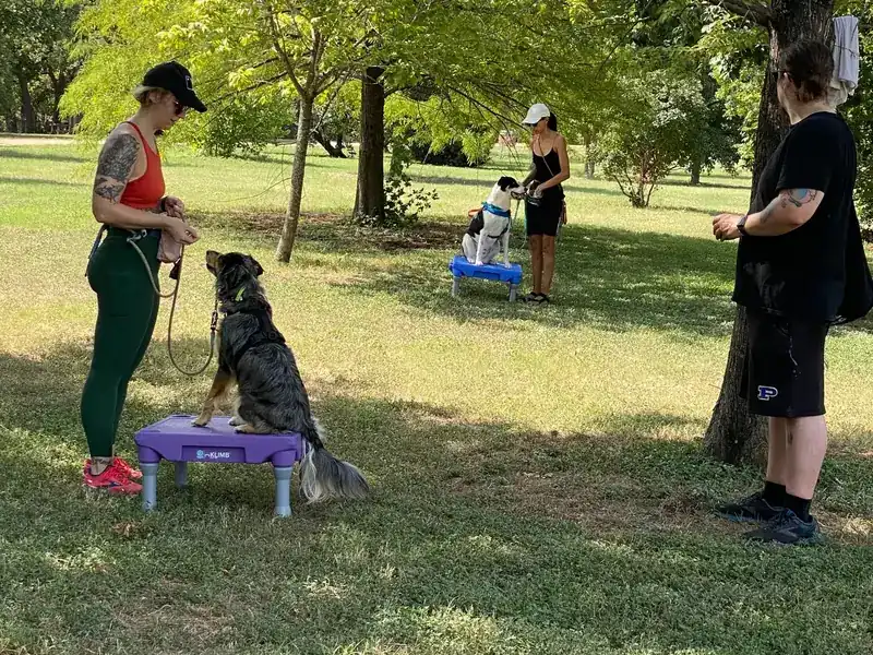 Owners and dogs working on platforms during an outdoor Venture group class in Austin