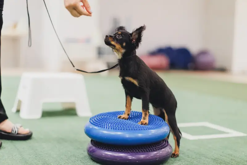 Small puppy learning during an in-home puppy training session in Austin, TX