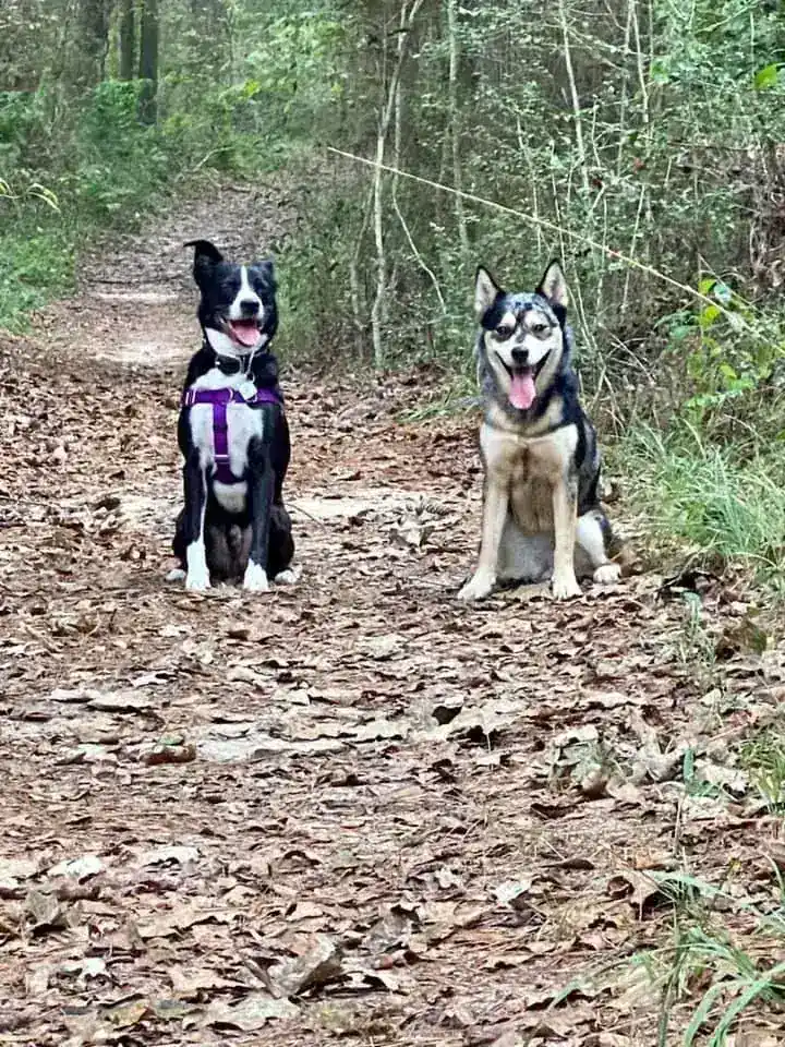 Two dogs sitting on a trail during a group session in Austin