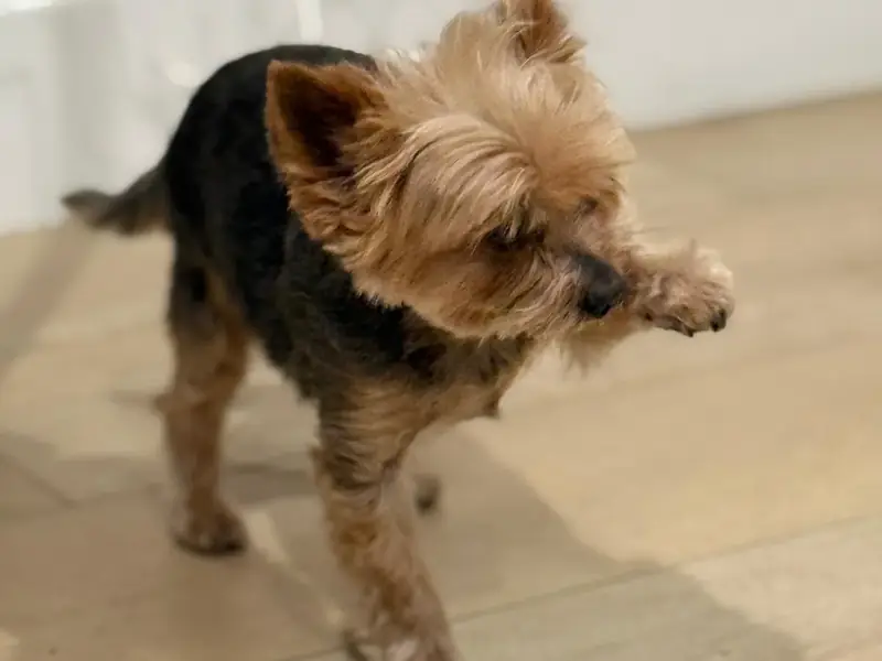 Yorkshire terrier puppy on a hardwood floor during in-home potty and crate training in Austin, TX